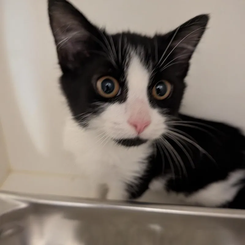 A baby small-sized male Domestic Medium Hair cat named Milo for adoption in Winston Salem, NC