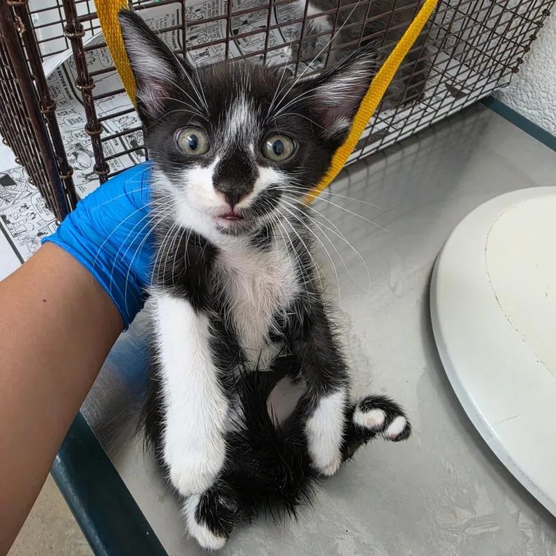 A baby small-sized male Black Domestic Short Hair cat named Emi for adoption in Edinburg, TX
