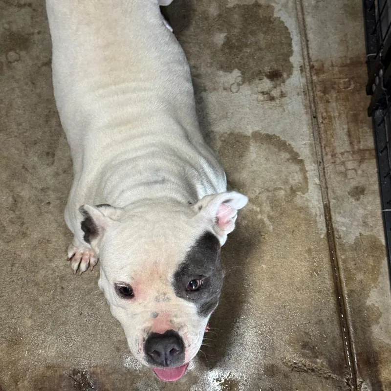 An adult medium-sized female White / Cream Pit Bull Terrier dog named Whitney for adoption in Birmingham, AL