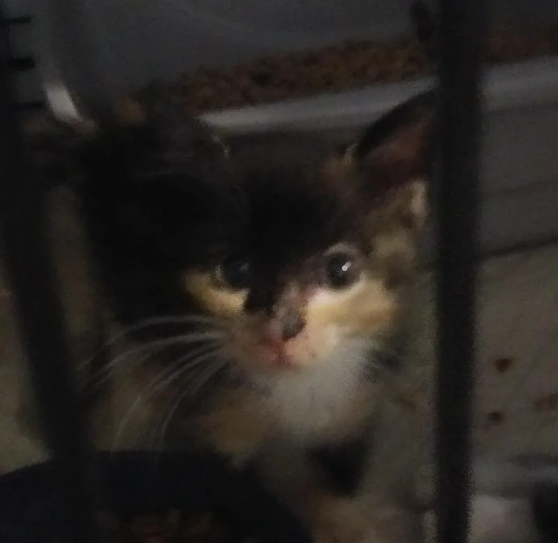 A baby medium-sized female Tortoiseshell cat named Dolly for adoption in Port Wentworth, GA