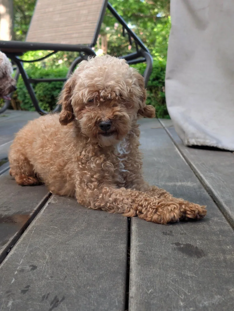 A young medium-sized female Poodle dog named Gretal for adoption in Tenafly, NJ