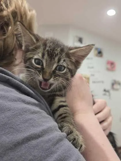 A baby small-sized male Domestic Short Hair cat named Palmer for adoption in Ringoes, NJ
