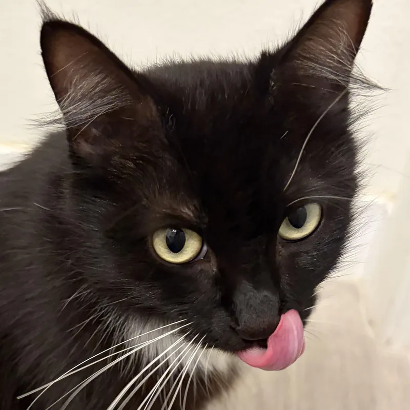An adult medium-sized female Black & White / Tuxedo Domestic Medium Hair cat named Maceta for adoption in Santa Ana, CA