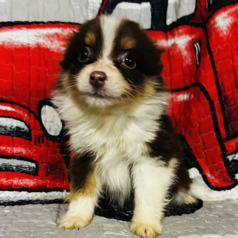 A baby medium-sized female Pomsky dog named Sadie for adoption in Oak Bluffs, MA