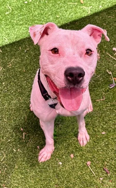 A young large-sized male Mixed Breed dog named Vinnie for adoption in Jacksonville, FL