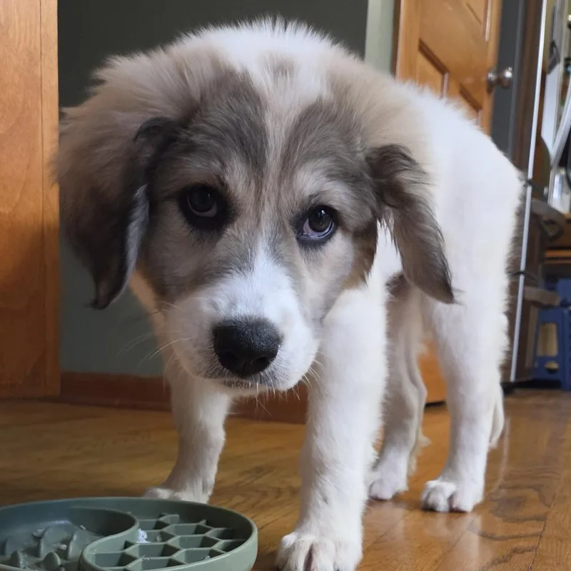 A baby medium-sized female White / Cream Great Pyrenees dog named Ginger Spice for adoption in South Elgin, IL