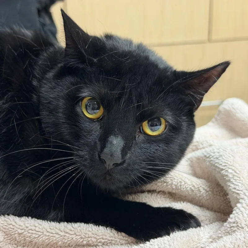 A young medium-sized female Black Domestic Short Hair cat named Tarot for adoption in Lakeland, FL