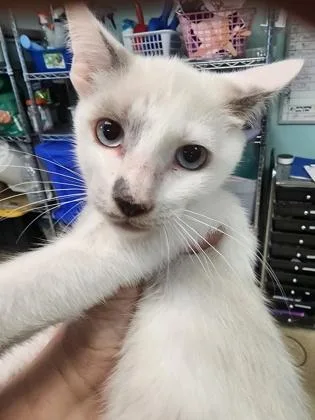 A baby small-sized male Siamese cat named Cosmo $ for adoption in Seneca, SC