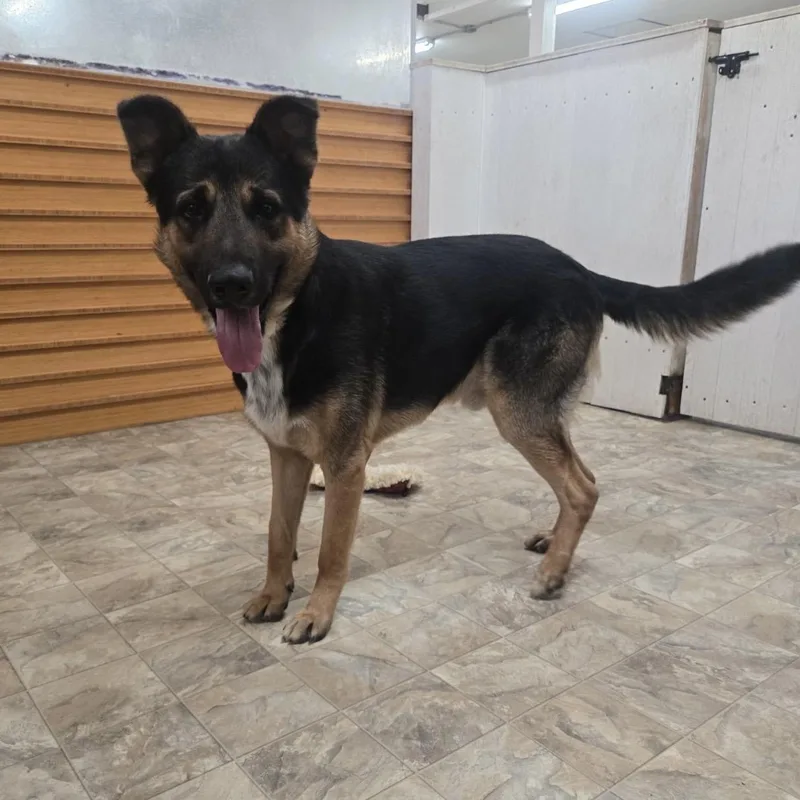 An adult large-sized male German Shepherd Dog dog named Chandler for adoption in Pilot Point, TX