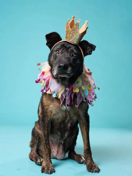 A senior medium-sized female Mixed Breed dog named Ladie for adoption in Atlanta, GA