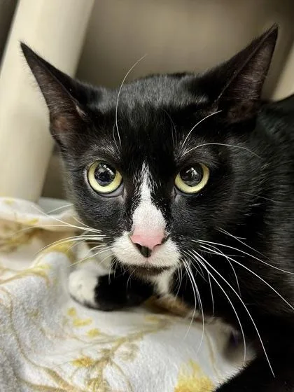 An adult medium-sized female Black Domestic Short Hair cat named Shadow for adoption in Wichita, KS