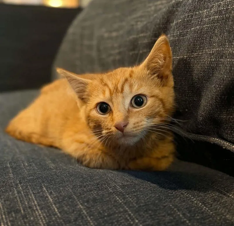 A baby medium-sized male Orange / Red Domestic Short Hair cat named Dash for adoption in Manchester, MD