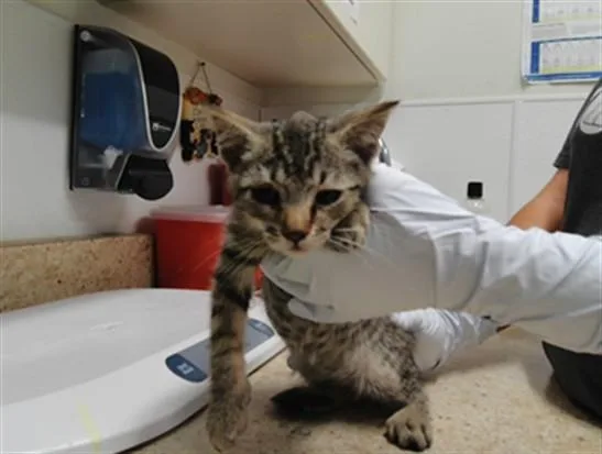 A baby small-sized male Domestic Short Hair cat named Florian for adoption in Albuquerque, NM