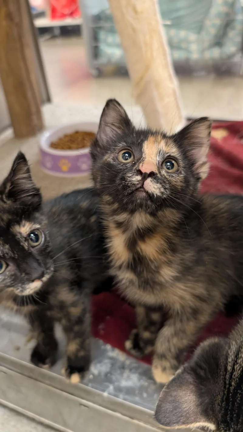 A baby medium-sized female Tortoiseshell cat named Frazier for adoption in Missoula, MT