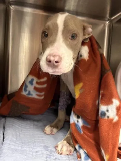 A baby medium-sized female Mixed Breed dog named Doja for adoption in West Chester, PA