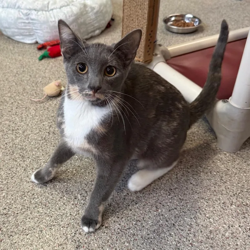 A baby medium-sized female Domestic Short Hair cat named Spice for adoption in Sarasota, FL
