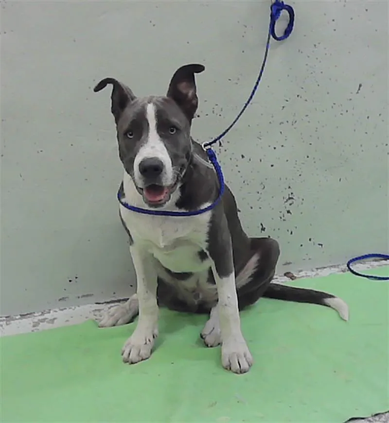A young small-sized male Staffordshire Bull Terrier dog named Dexter for adoption in Houston, TX