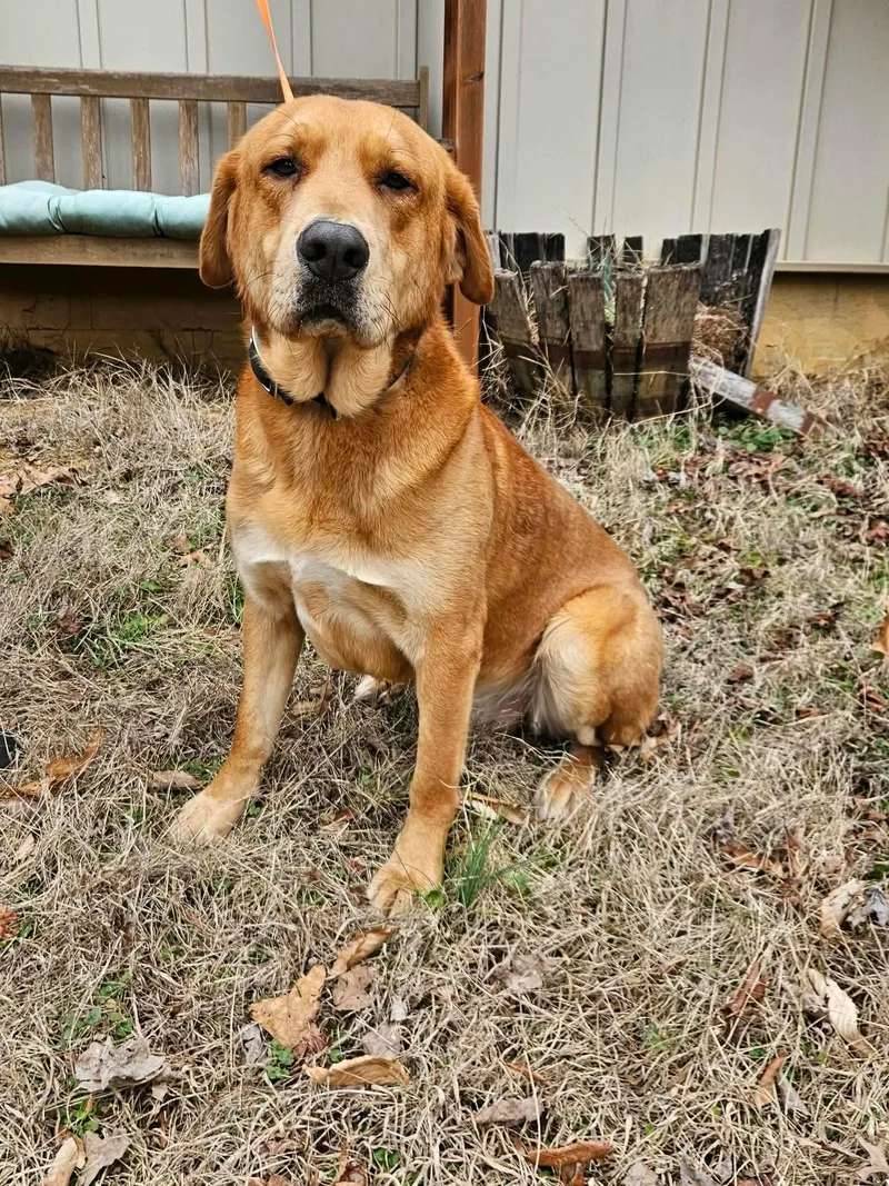 A young large-sized male Labrador Retriever dog named Rudolph for adoption in Newport, TN