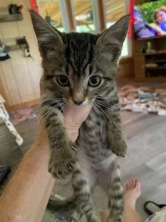 A baby small-sized male Domestic Short Hair cat named Tommy for adoption in Gainesville, FL