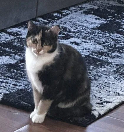 An adult small-sized female Domestic Short Hair cat named Manchas for adoption in West Chester, PA