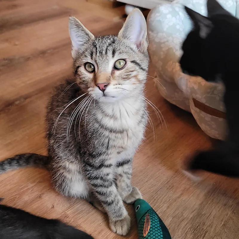 A baby medium-sized male Tabby (Buff / Tan / Fawn) Domestic Short Hair cat named Furby for adoption in Indianapolis, IN
