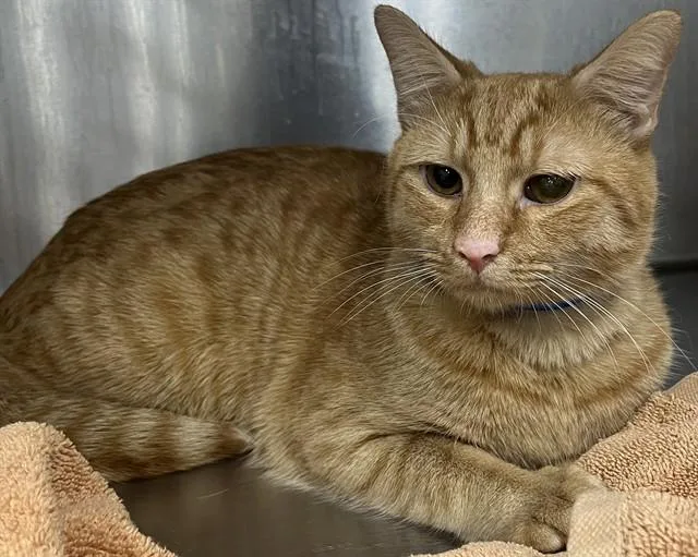 A young medium-sized male Domestic Short Hair cat named Oliver Ollie for adoption in Upper Marlboro, MD