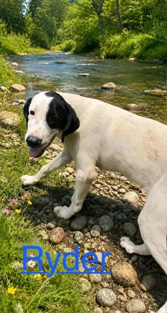A baby medium-sized male Great Pyrenees dog named Ryder for adoption in Zimmerman, MN