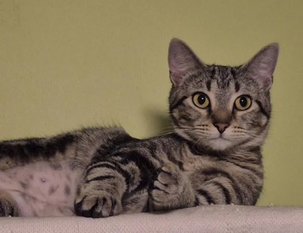 An adult small-sized female Domestic Short Hair cat named Acorn for adoption in Sherwood, OR