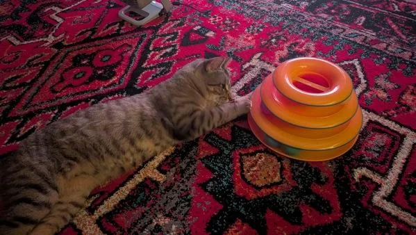 An adult large-sized male Domestic Short Hair cat named Purrlington for adoption in New York, NY