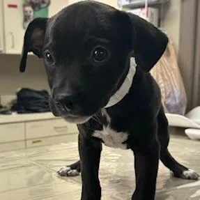 A baby medium-sized female Black Mixed Breed dog named Starbie's for adoption in Knoxville, TN