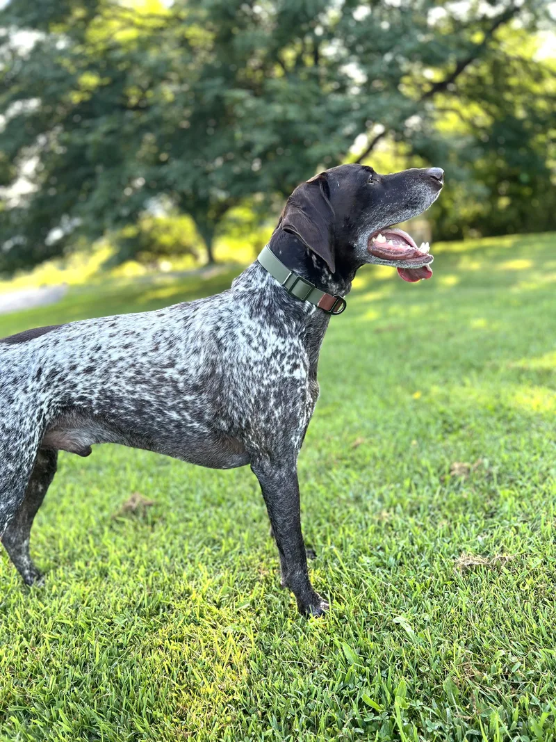 An adult large-sized male Harlequin German Shorthaired Pointer dog named Beasley for adoption in Ithaca, NY