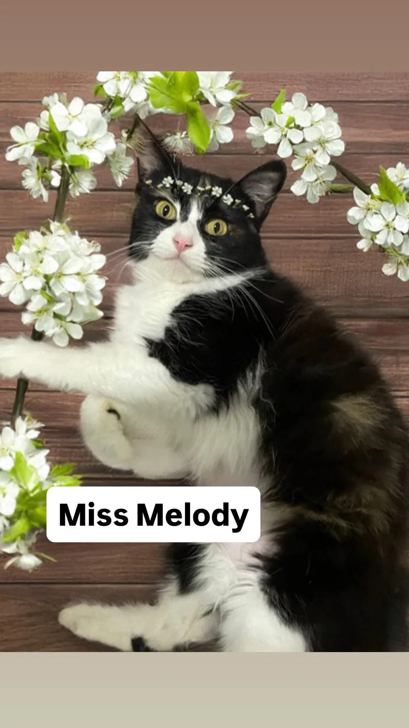 Miss Melody At Martinez