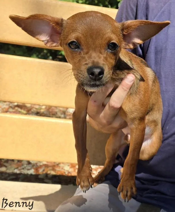 A baby small-sized male Chihuahua dog named Benny for adoption in Key Largo, FL