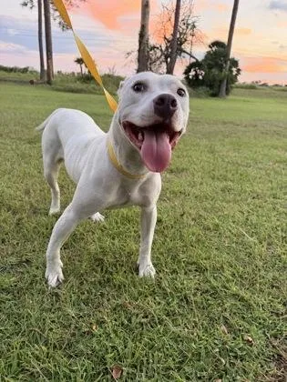 An adult medium-sized female Terrier dog named Saturn for adoption in Gainesville, FL