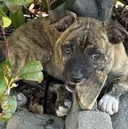 A baby medium-sized female Catahoula Leopard Dog dog named Jess for adoption in Chino valley, AZ