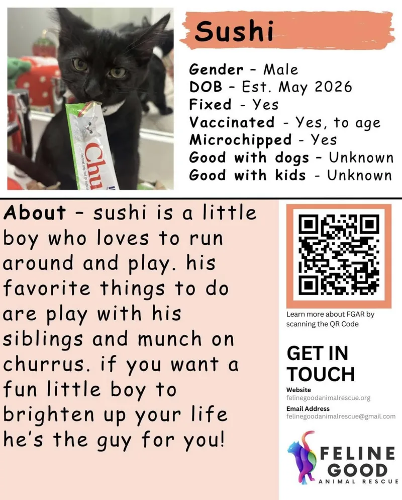 A baby medium-sized male Black Domestic Short Hair cat named Sushi for adoption in Eugene, OR