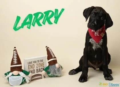 A baby medium-sized male Labrador Retriever dog named Larry for adoption in Fairhope, AL