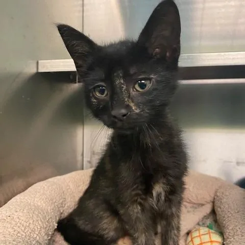 A baby small-sized female Black Domestic Short Hair cat named Bubbles for adoption in Dayton, OH