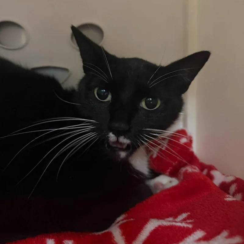 An adult medium-sized female Black Domestic Short Hair cat named Fantasia for adoption in Titusville, FL