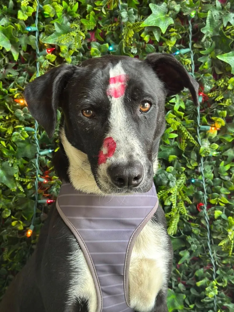 A young medium-sized male Black Border Collie dog named Woody for adoption in Carlsbad, CA
