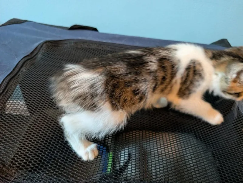 A baby small-sized female Gray & White Domestic Medium Hair cat named Garden for adoption in Poplar Grove, IL