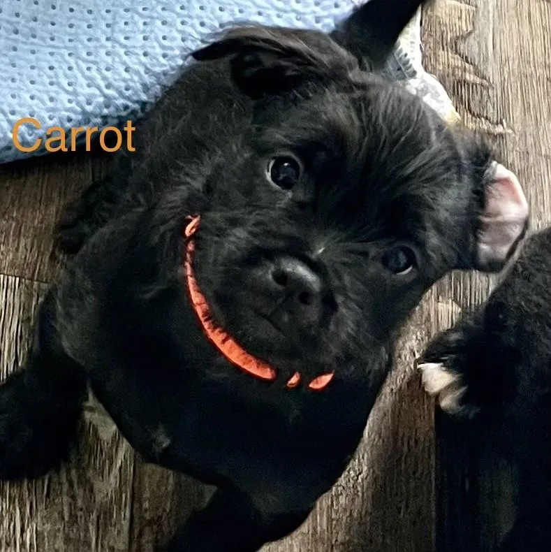 Carrot thumbnail 2