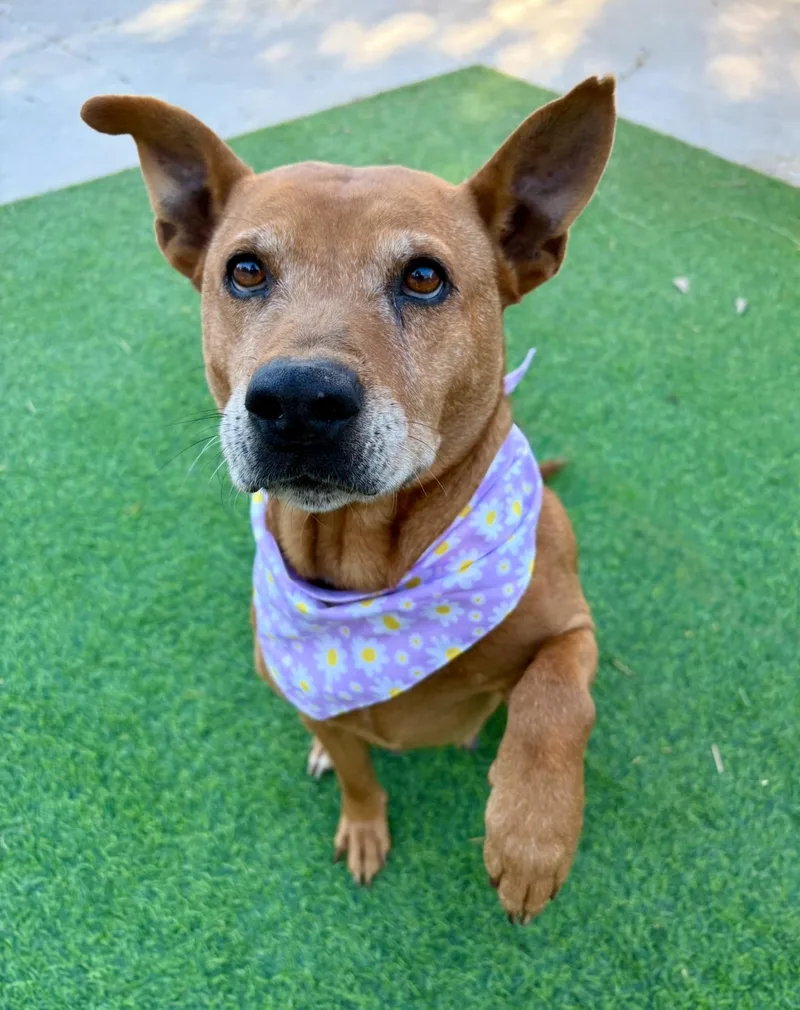 Rosella "rose"  The thumbnail 2