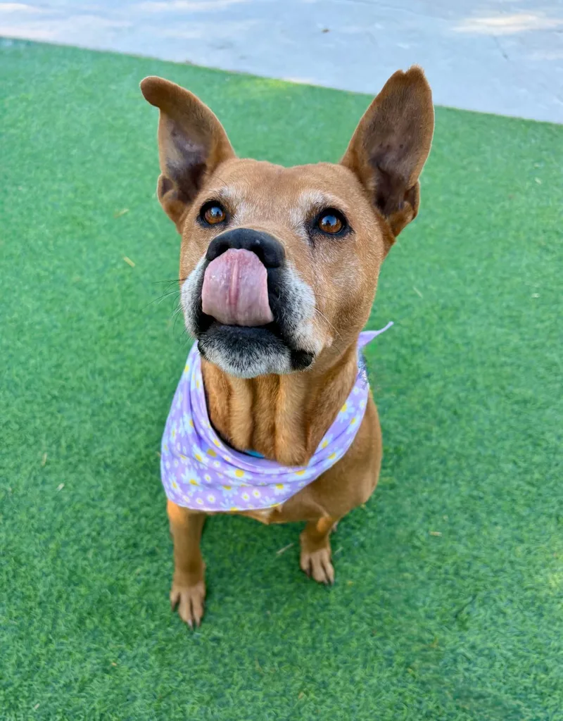 Rosella "rose"  The thumbnail 3