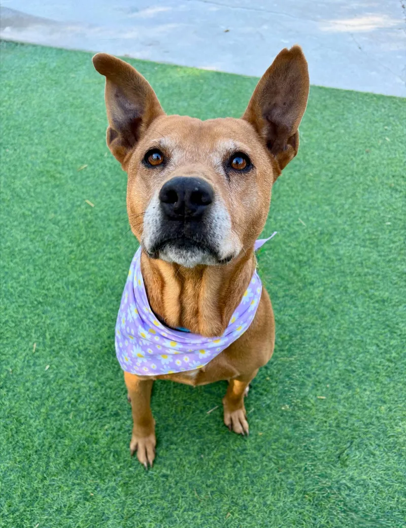 Rosella "rose"  The thumbnail 4