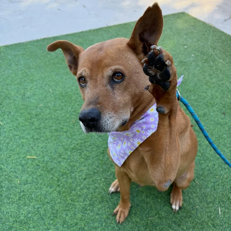 Rosella "rose"  The thumbnail 5