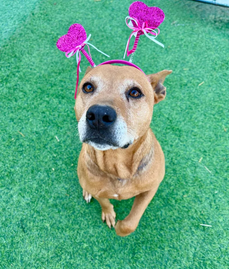 Rosella "rose"  The thumbnail 6