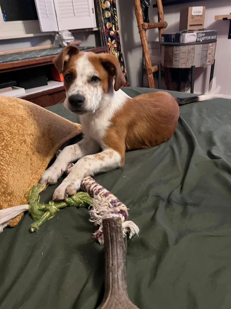 A young medium-sized male Mixed Breed dog named Red for adoption in Fenton, MO