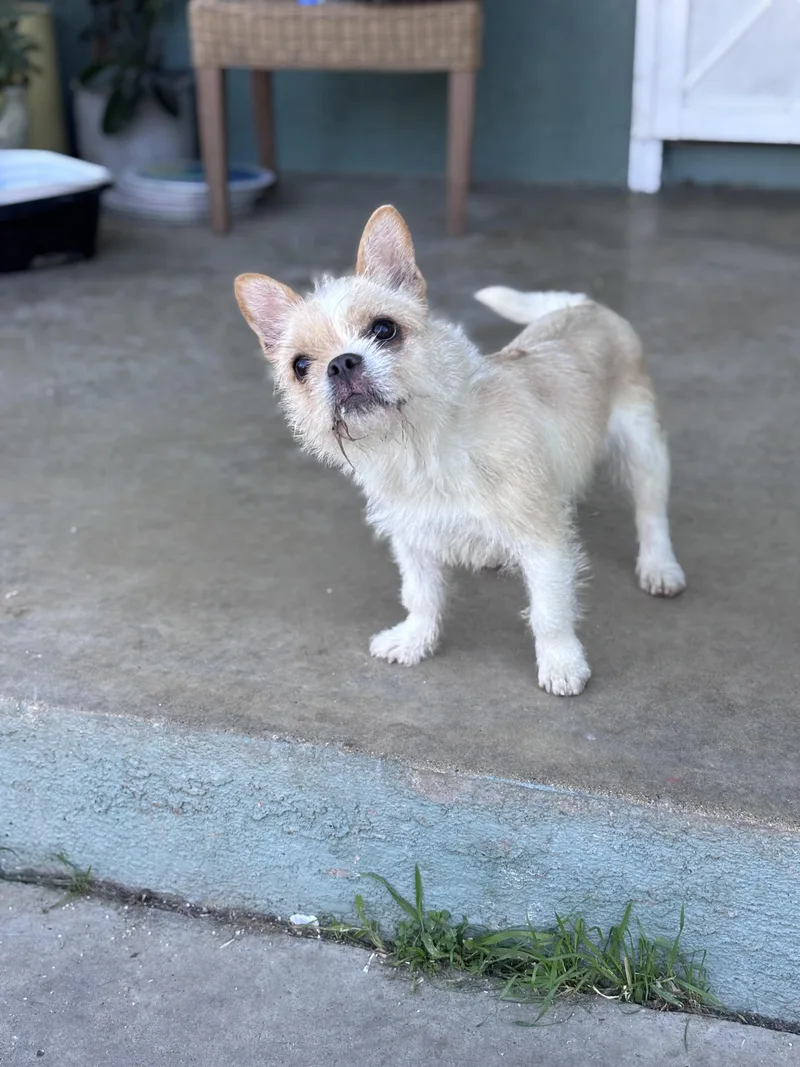 Buttercup thumbnail 2