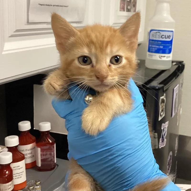 A baby small-sized male Orange / Red Domestic Short Hair cat named Sugar Cookie for adoption in Greenville, SC